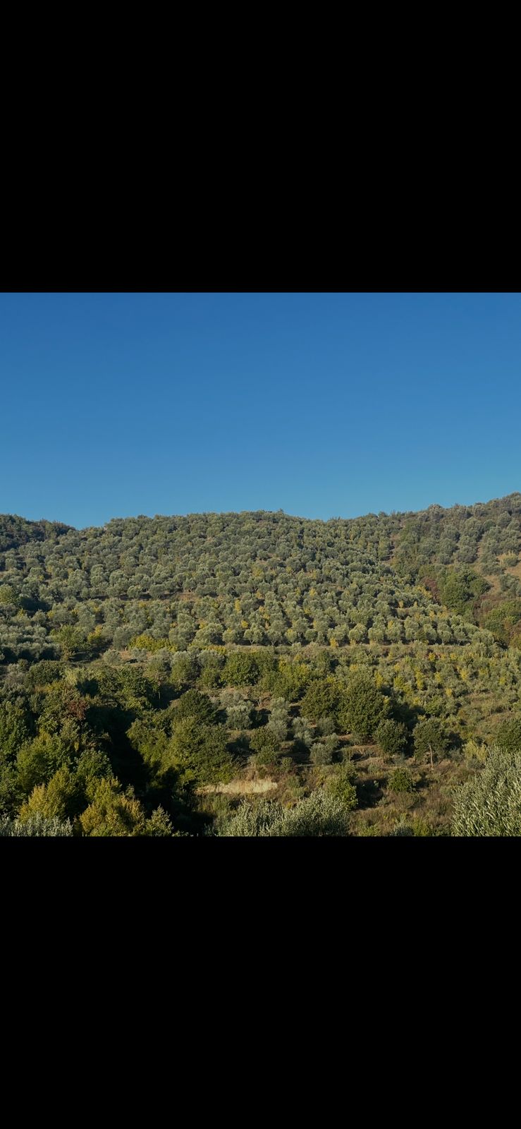 WhatsApp Image 2025-10-28 at 11.00.36 AM (2)